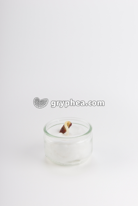 Germination de la graine de Haricot - Haricot sur coton - t = 7 jours - gryphea.org